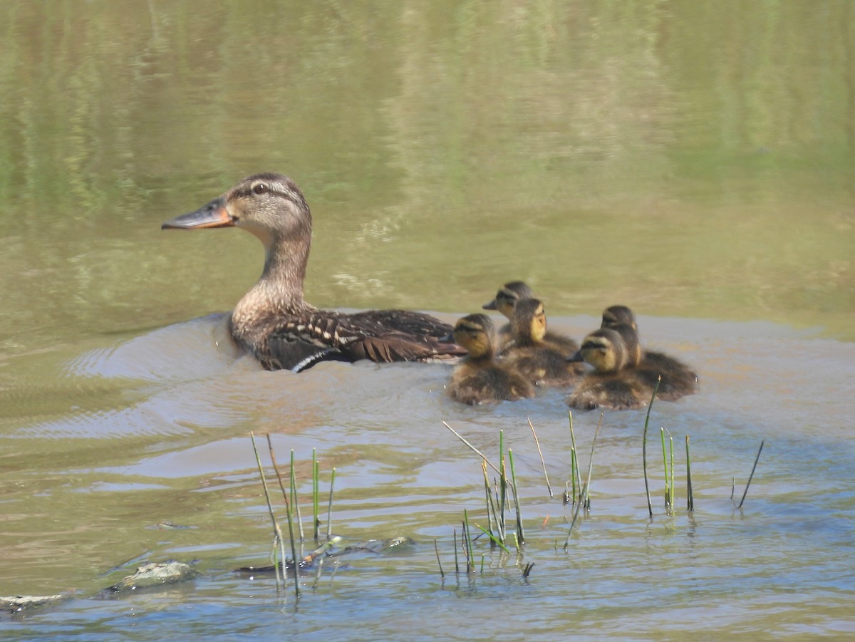 Mallard - ML641828028