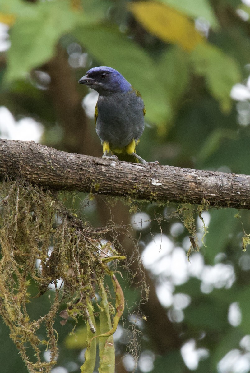 Blue-capped Tanager - ML641828030
