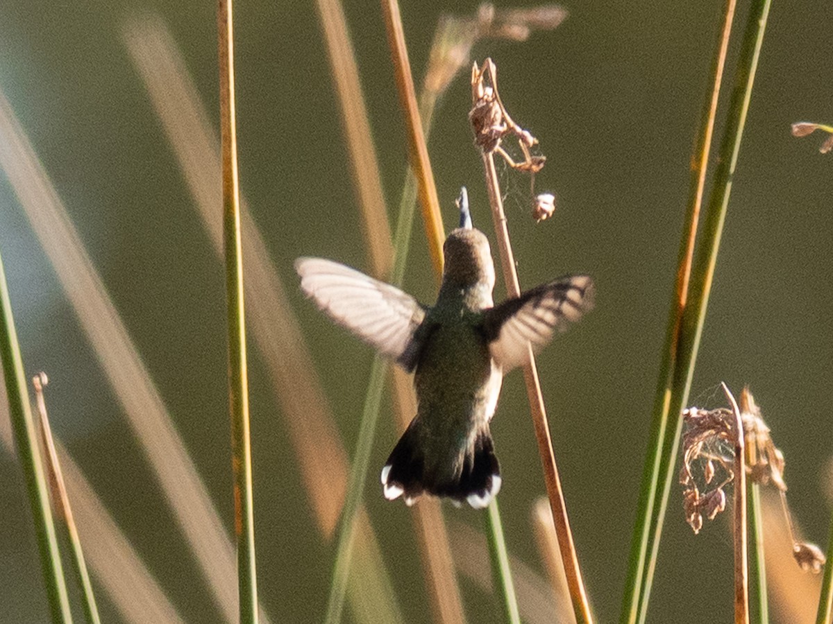 kalliopekolibri - ML641828071