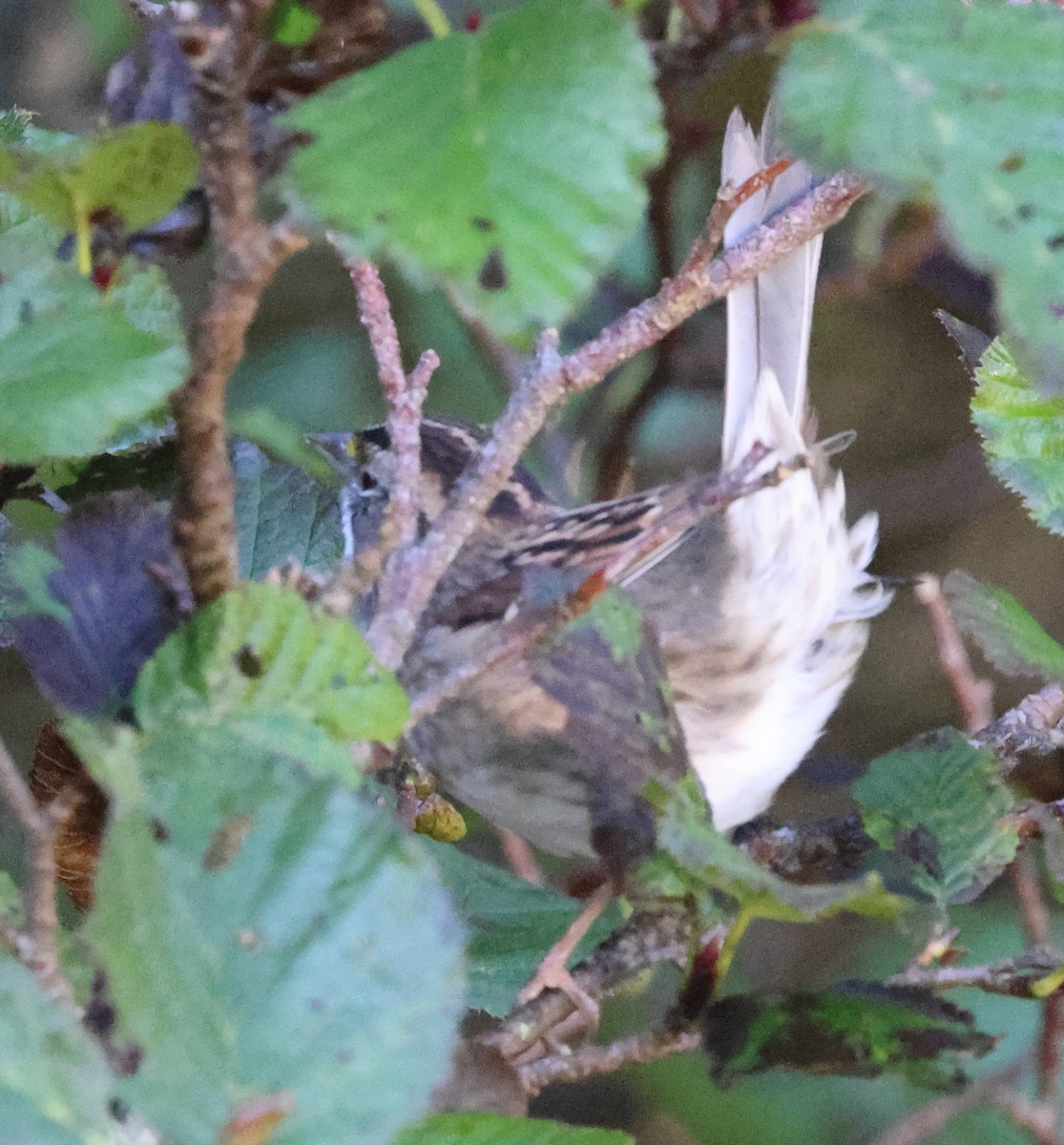 Chingolo Gorjiblanco - ML641828077