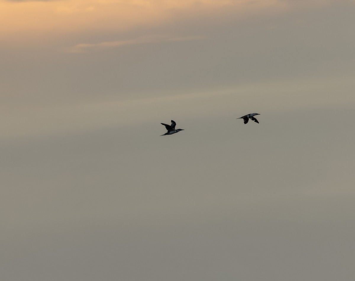 Northern Gannet - ML641828084