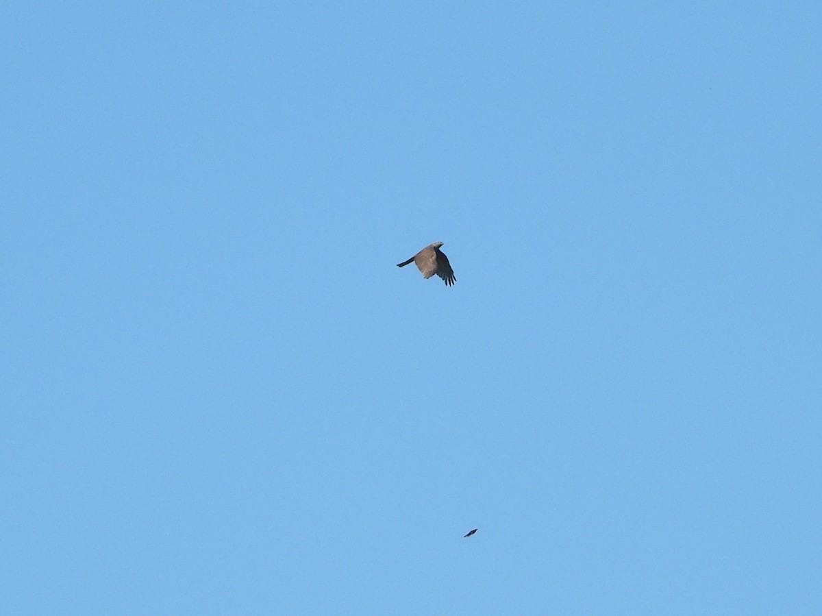 Collared Sparrowhawk - ML641828101