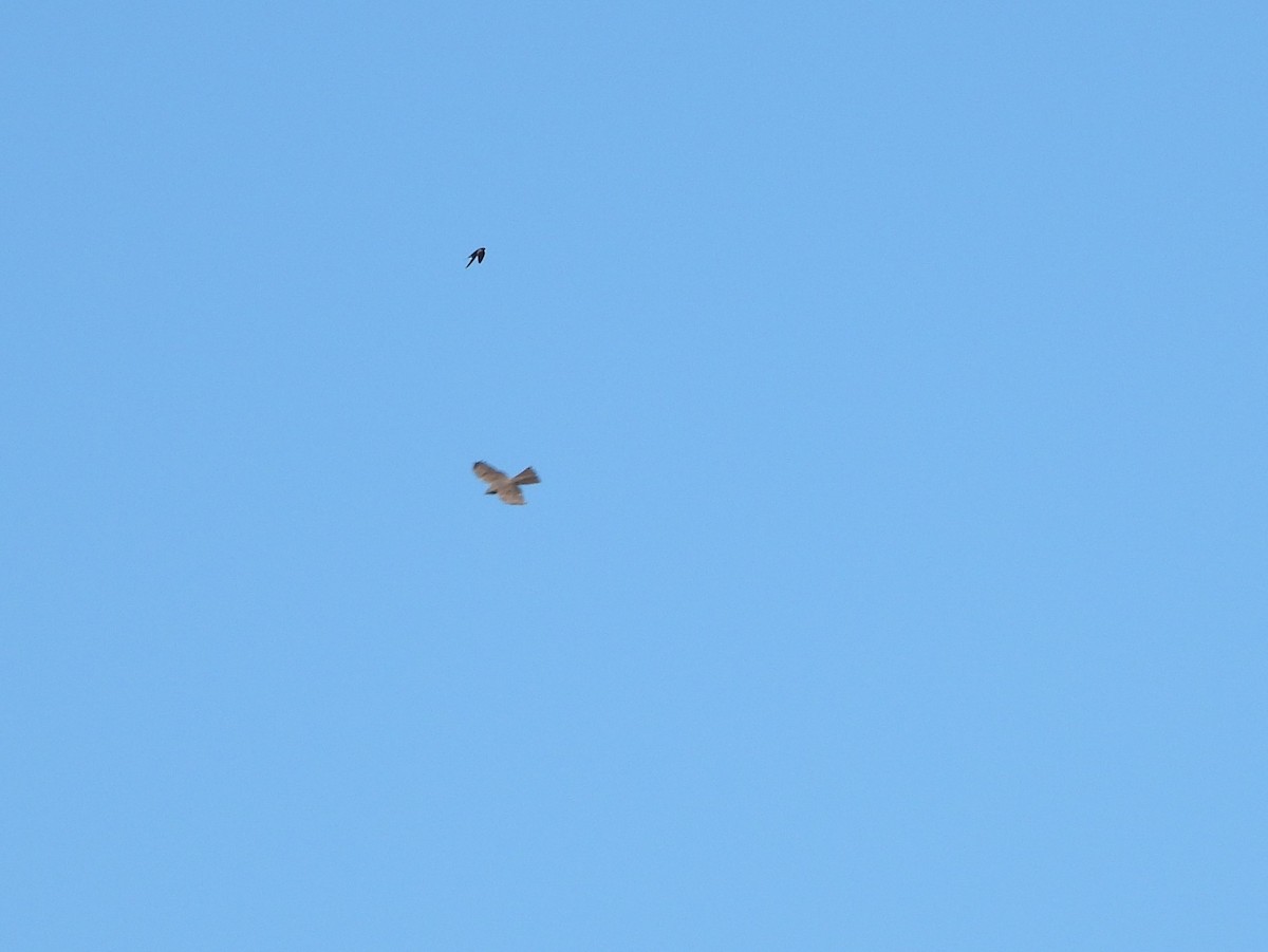 Collared Sparrowhawk - ML641828102