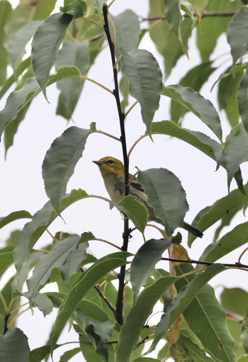 Black-throated Green Warbler - ML641828104