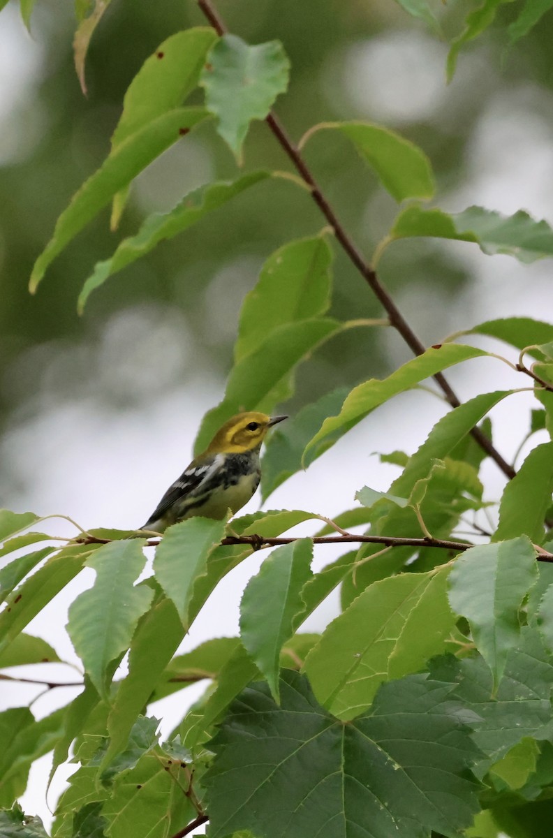 Black-throated Green Warbler - ML641828105