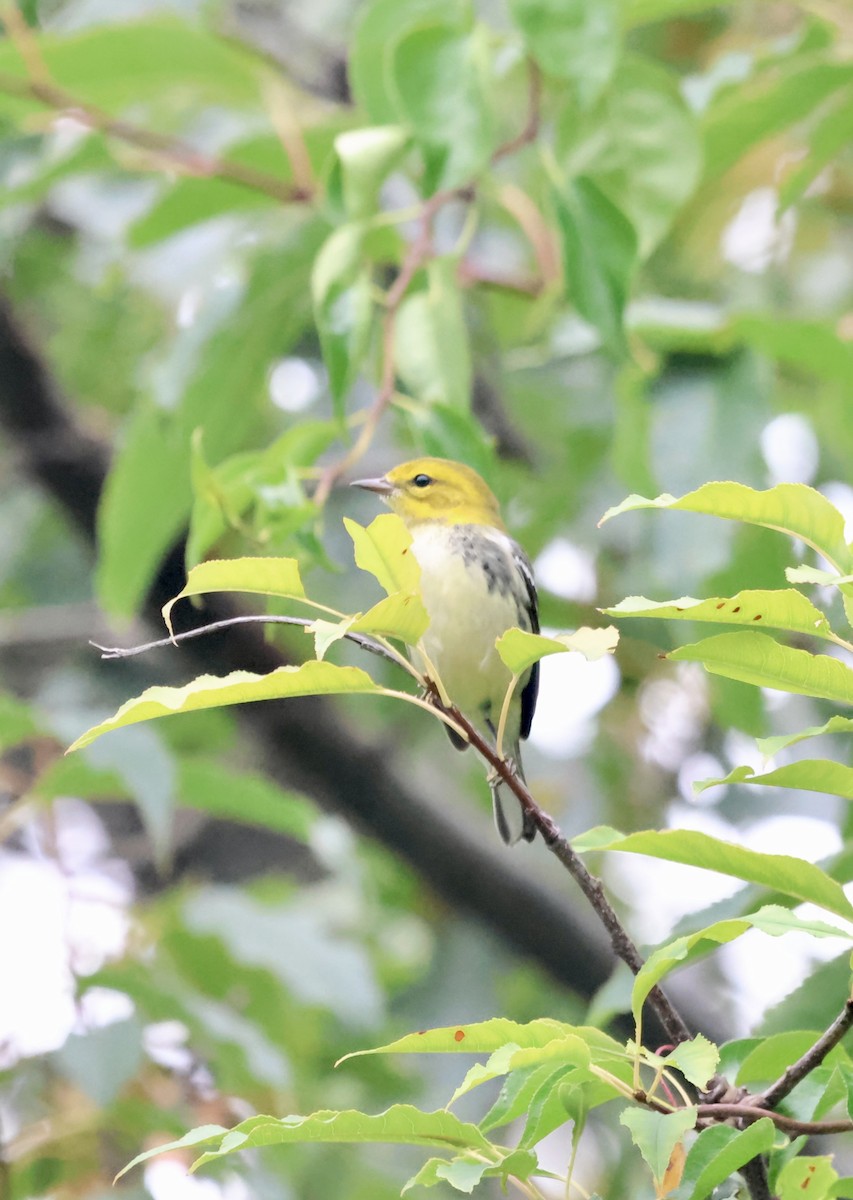 Black-throated Green Warbler - ML641828106