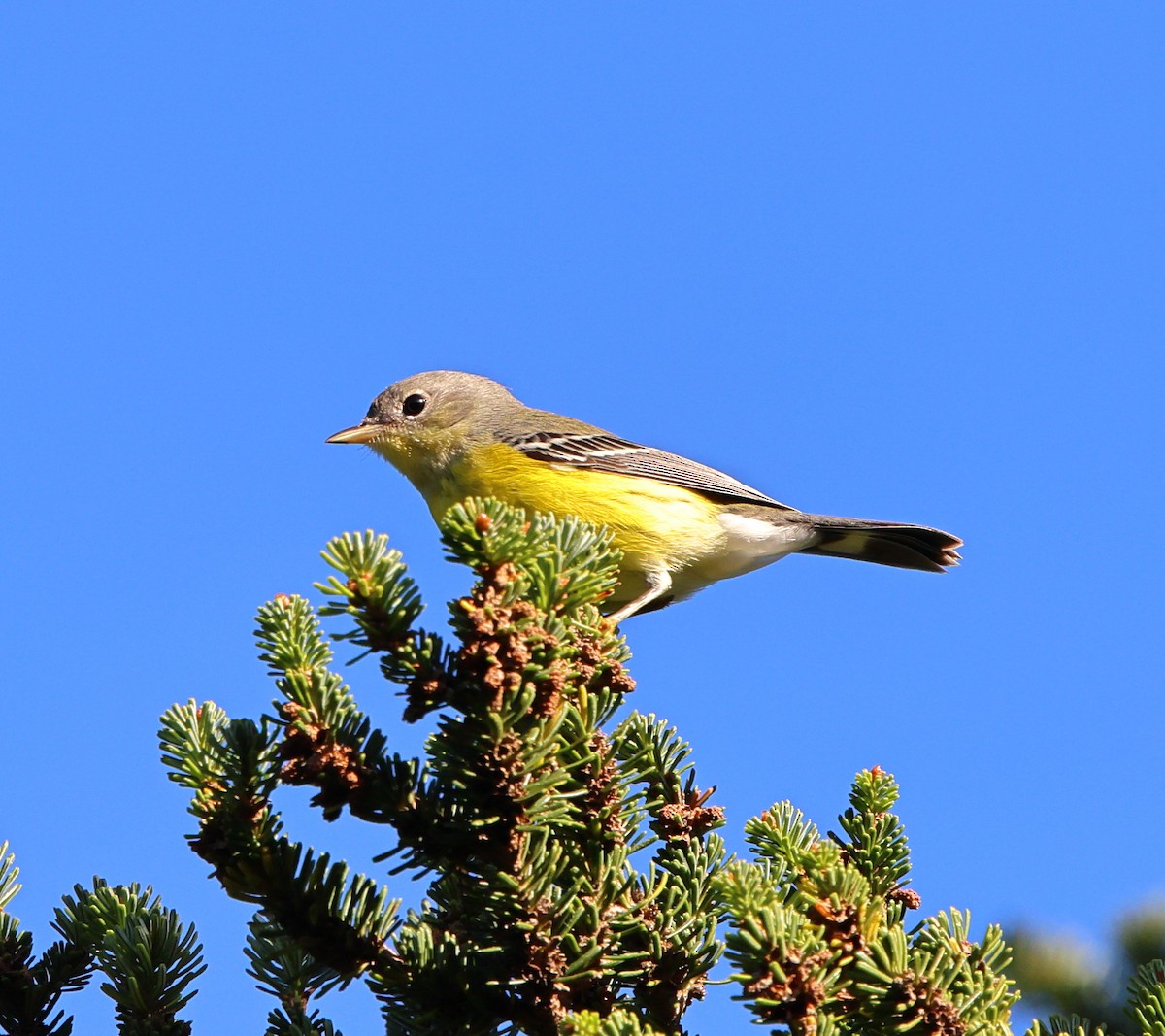 Reinita de Magnolia - ML641828108