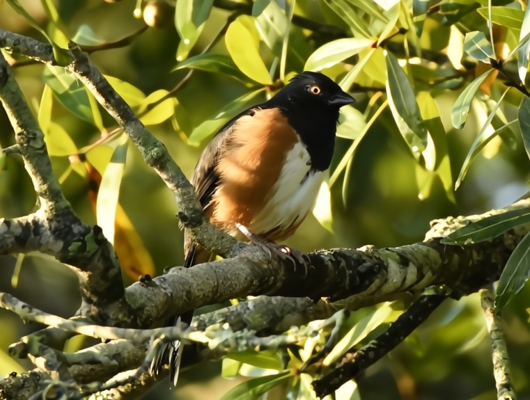 Eastern Towhee (White-eyed) - ML641828109