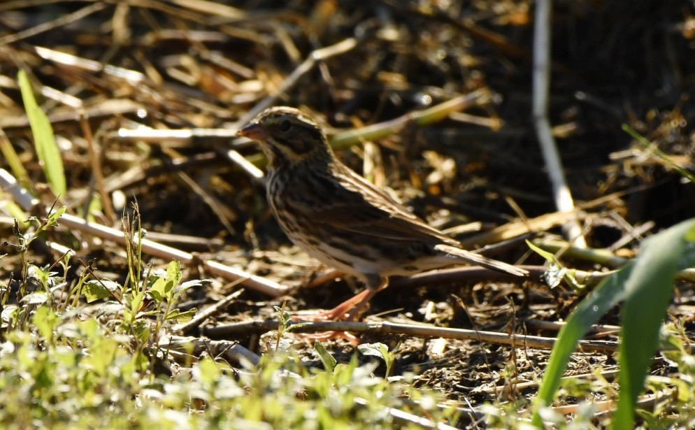 Savannah Sparrow (Savannah) - ML641828117
