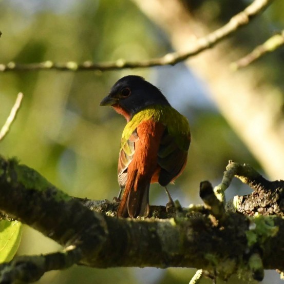 Painted Bunting - ML641828129