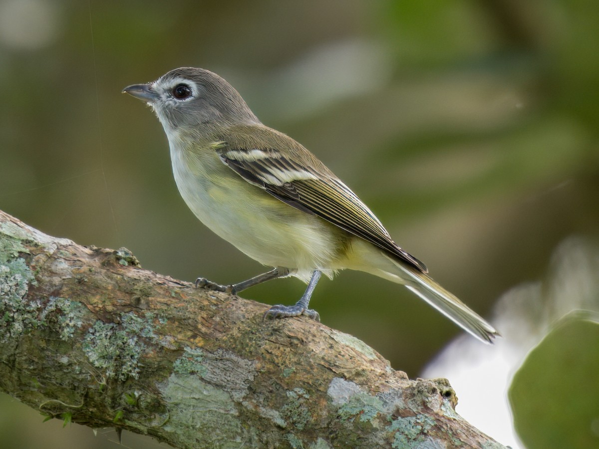 Plumbeous Vireo (Central American) - ML641828133