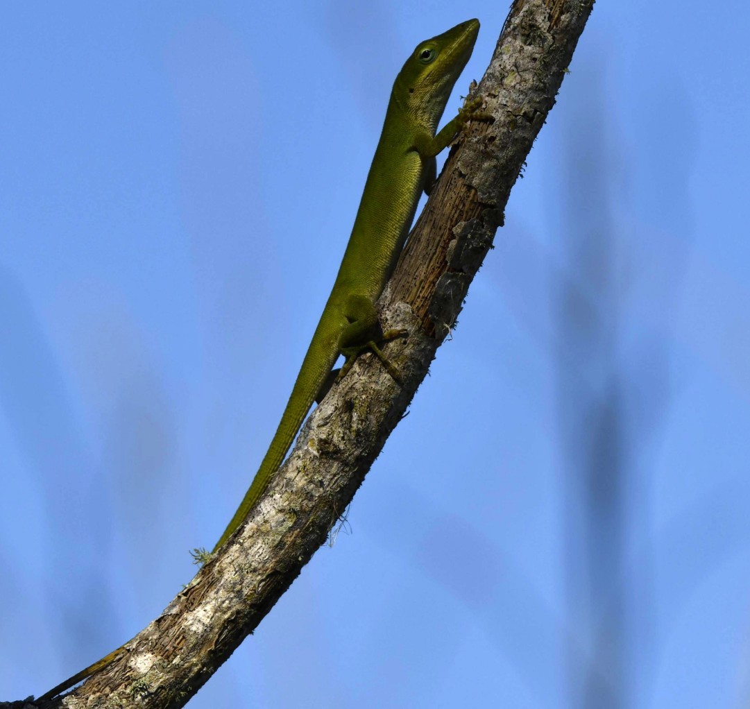 Anolide della Carolina - ML641828142