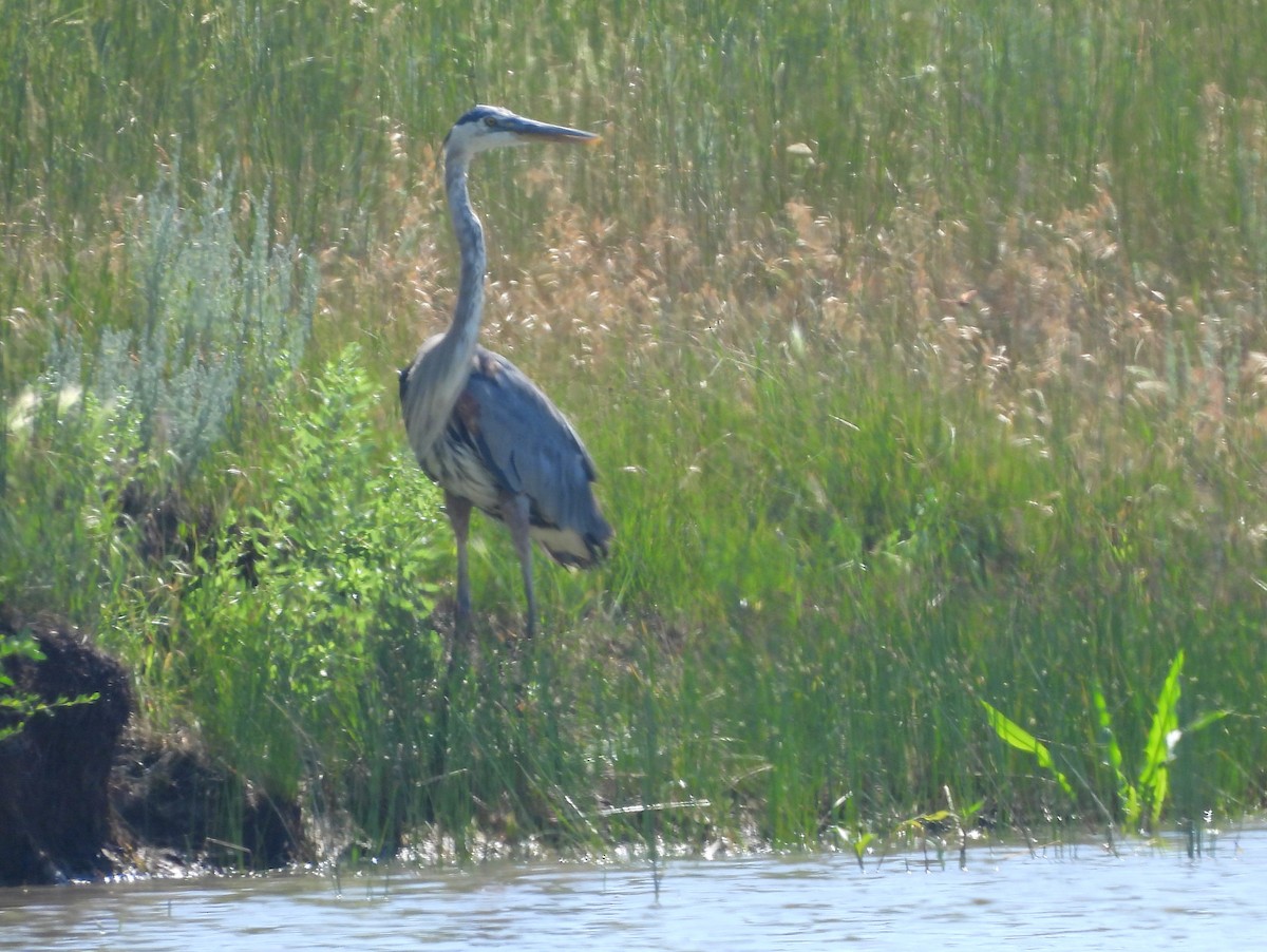 Great Blue Heron - ML641828153