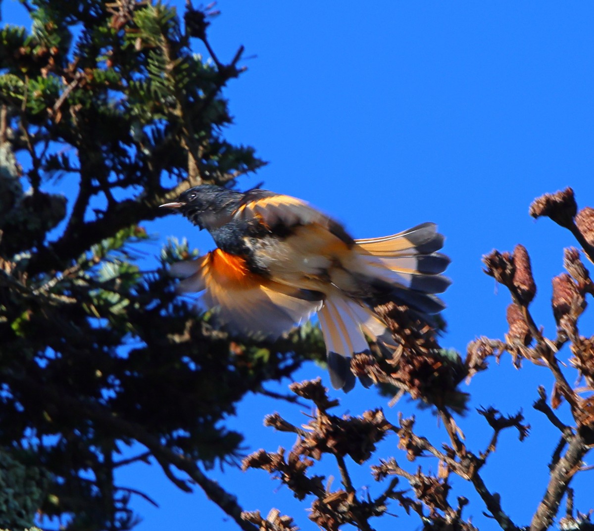 Candelita Norteña - ML641828157