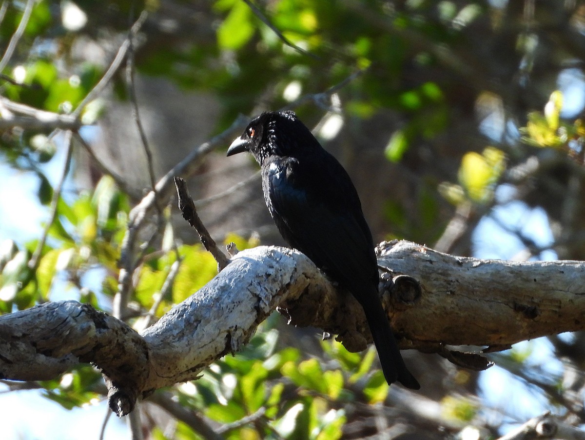 Spangled Drongo - ML641828159
