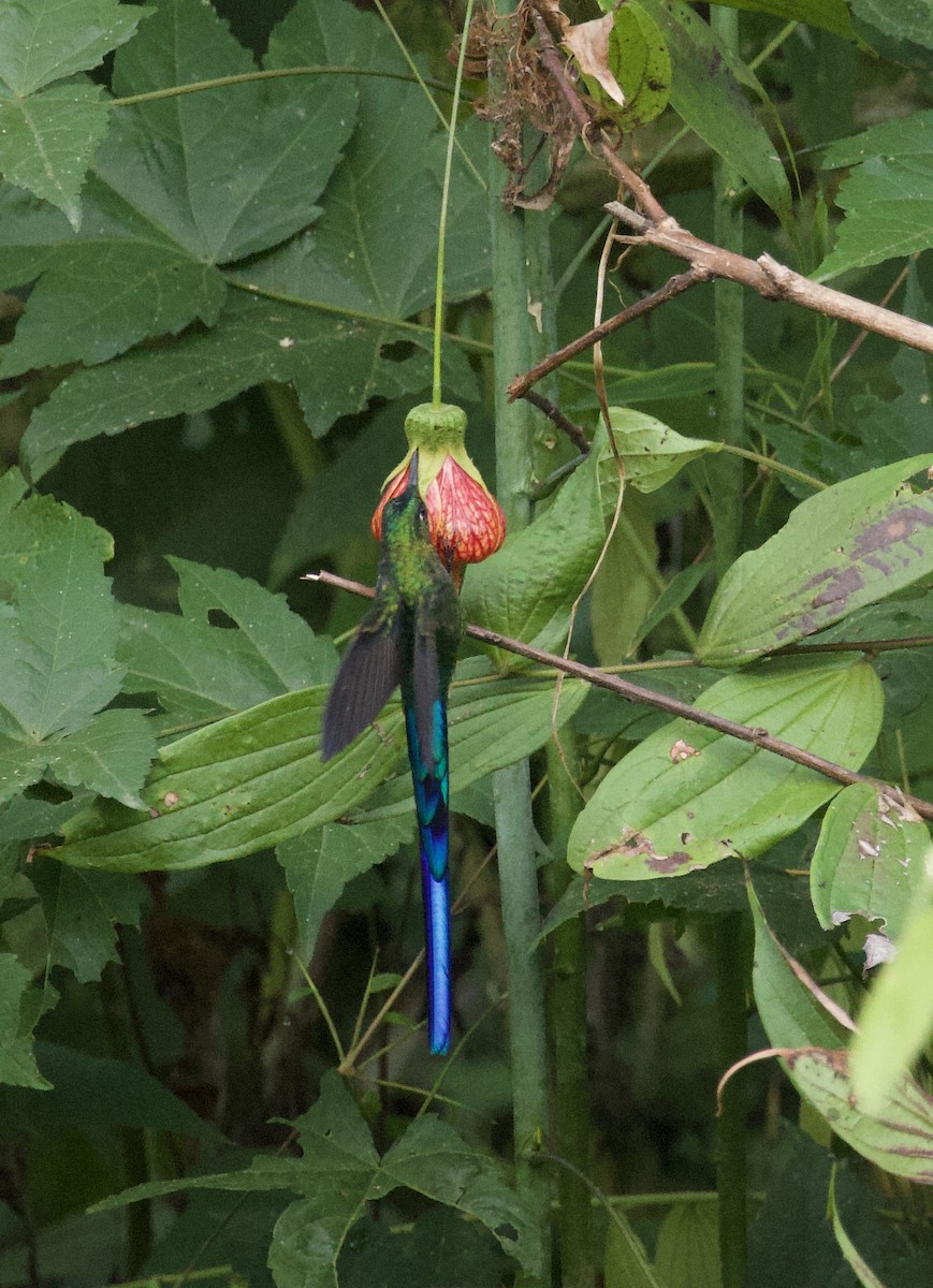 Violet-tailed Sylph - ML641828181