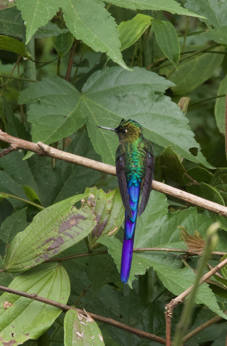Violet-tailed Sylph - ML641828182