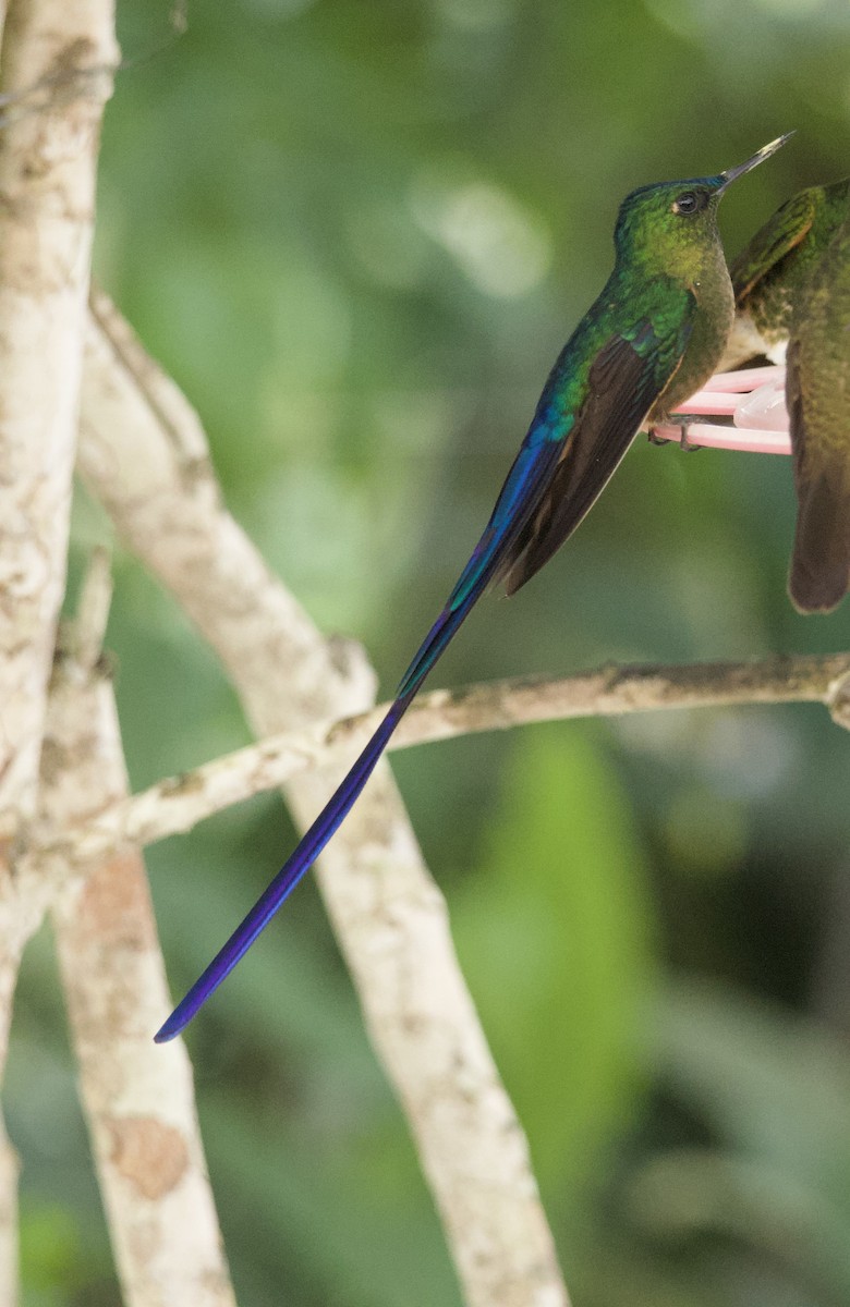 Violet-tailed Sylph - ML641828183