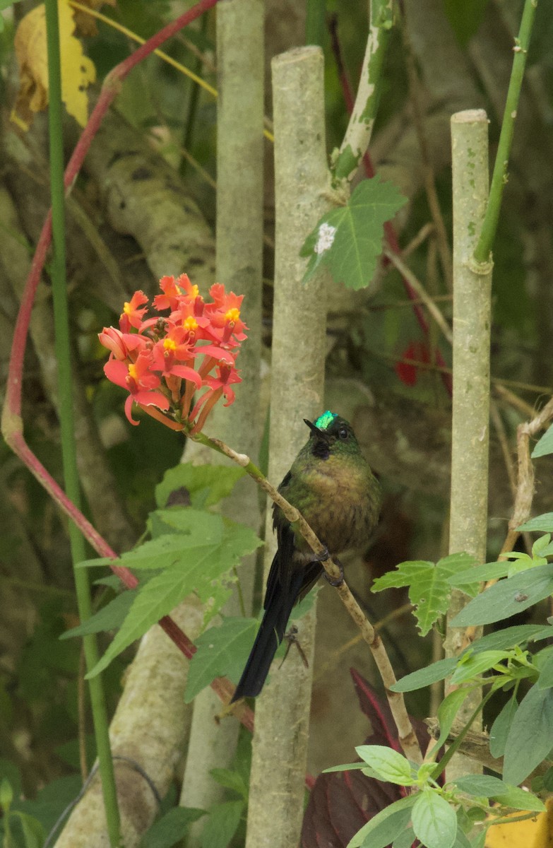 Violet-tailed Sylph - ML641828184