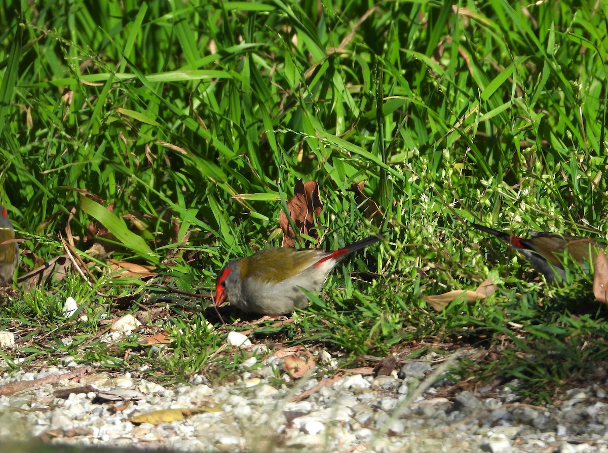 Red-browed Firetail - ML641828185
