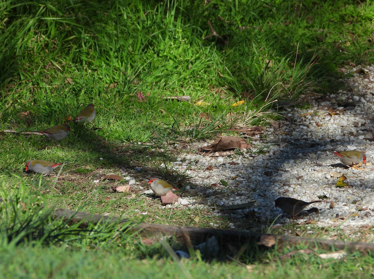 Red-browed Firetail - ML641828186