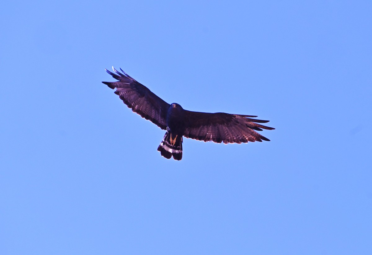 Zone-tailed Hawk - ML641828245
