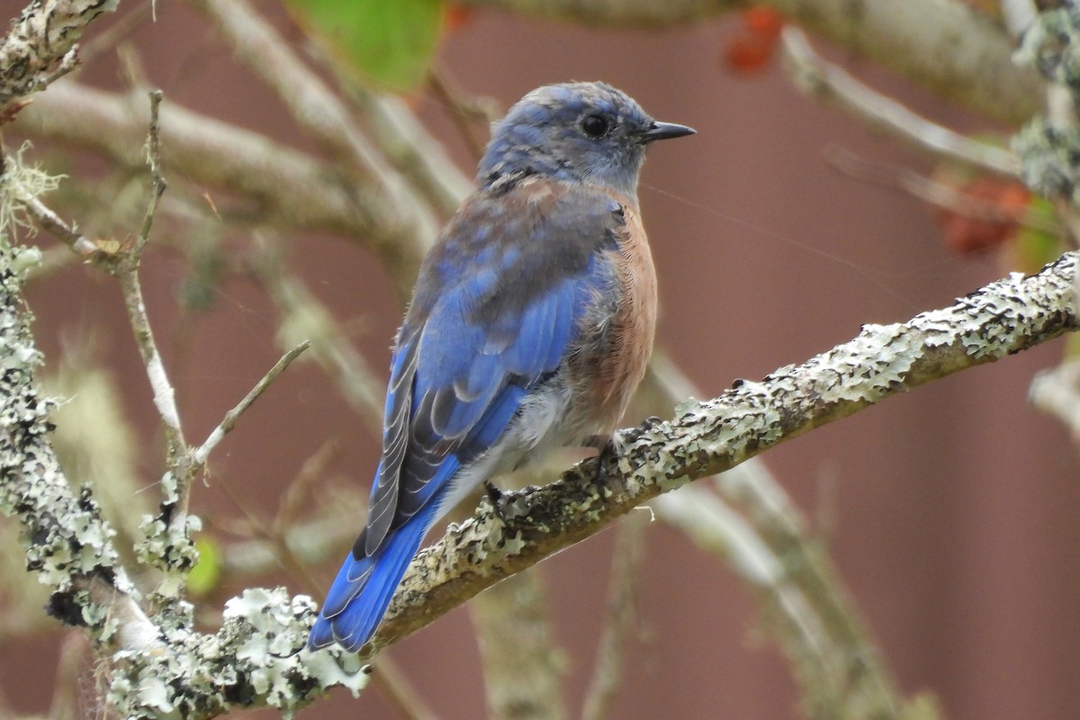 Western Bluebird - ML641828292