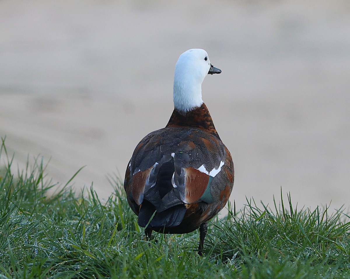 Paradise Shelduck - ML641828293
