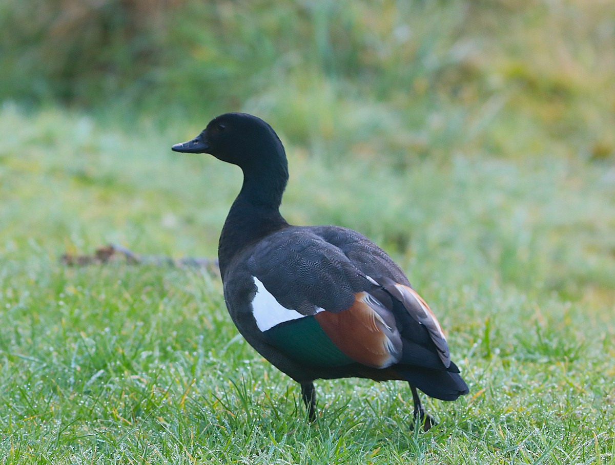 Paradise Shelduck - ML641828294