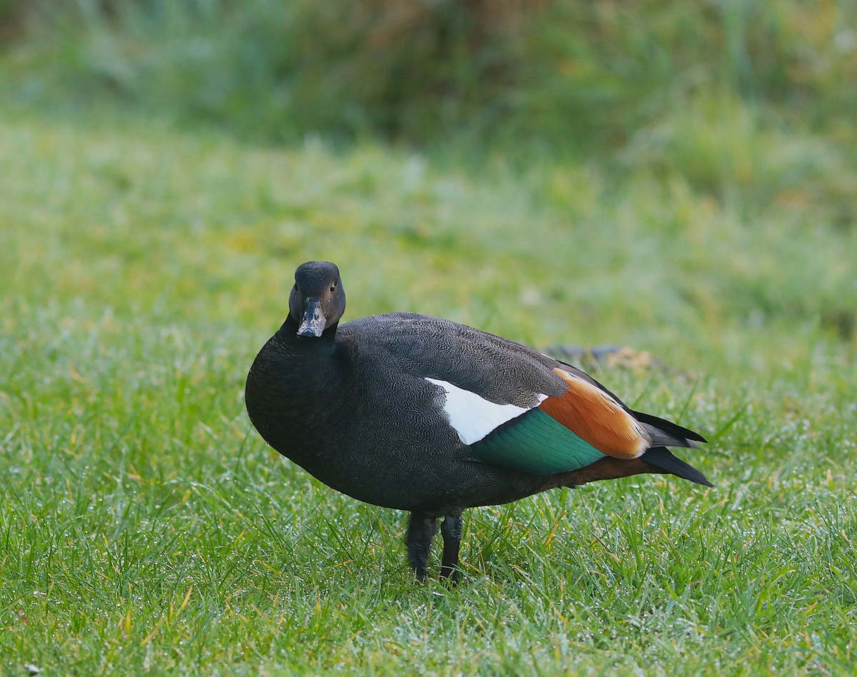 Paradise Shelduck - ML641828295