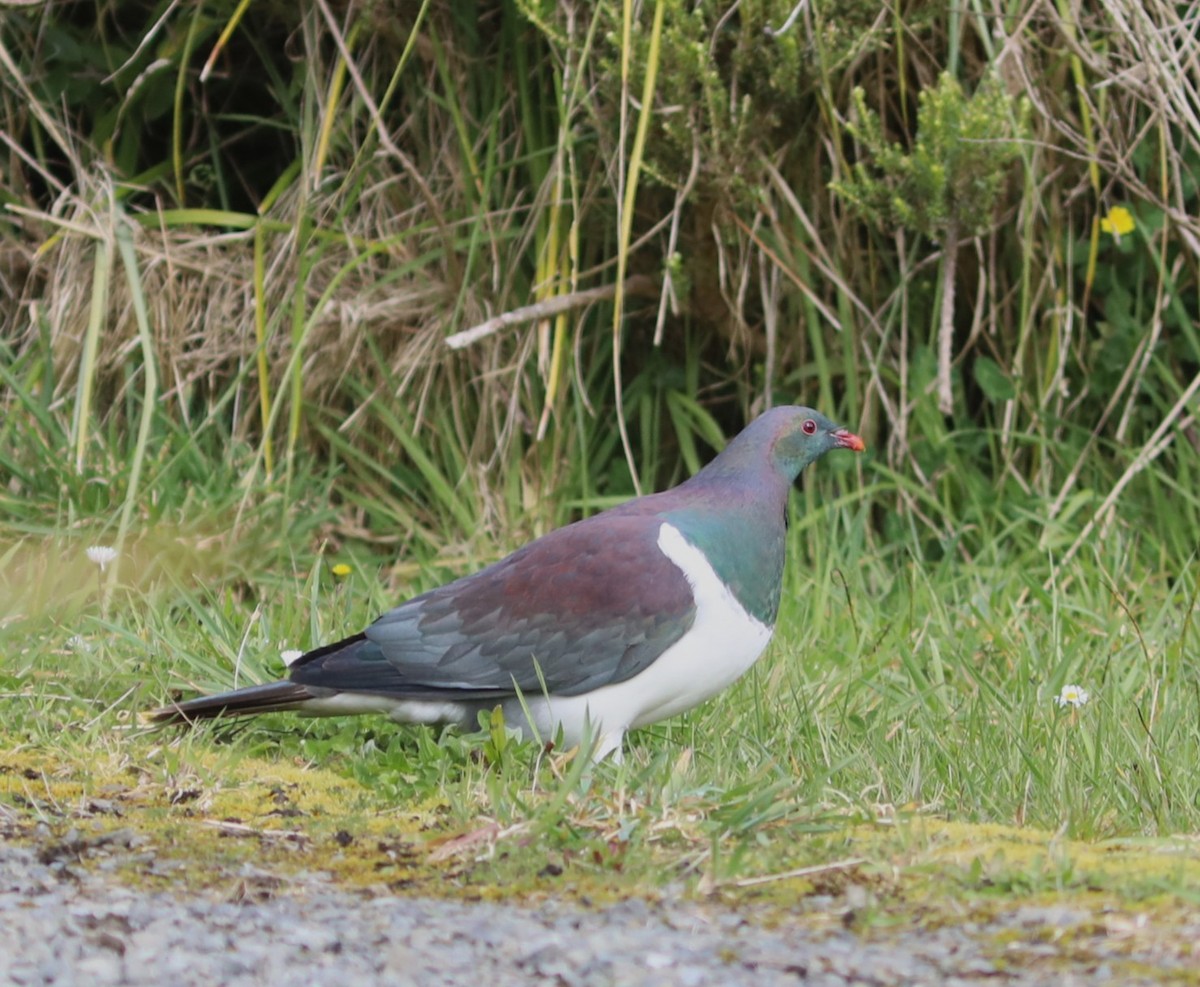 New Zealand Pigeon - ML641828306