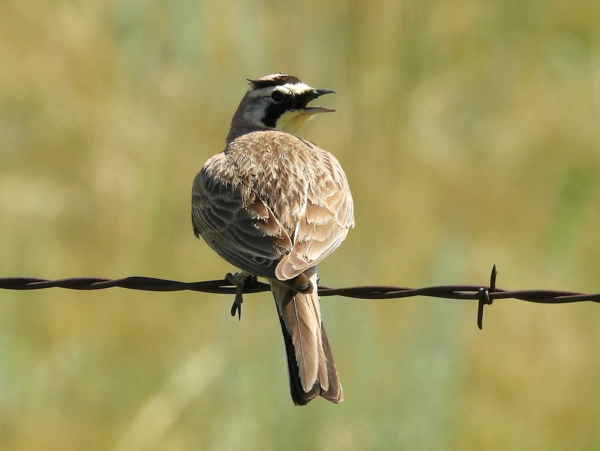 Horned Lark - ML641828309