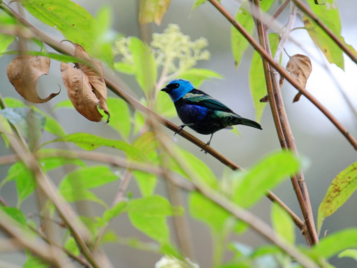 Blue-necked Tanager - ML641828333