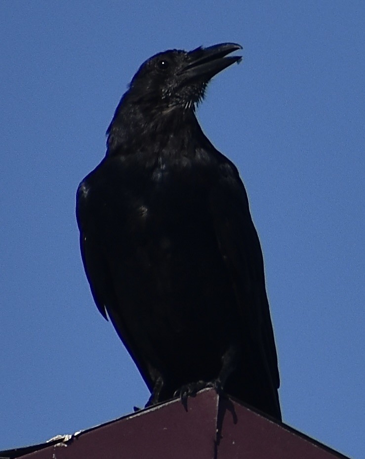 ウオガラス - ML641828336