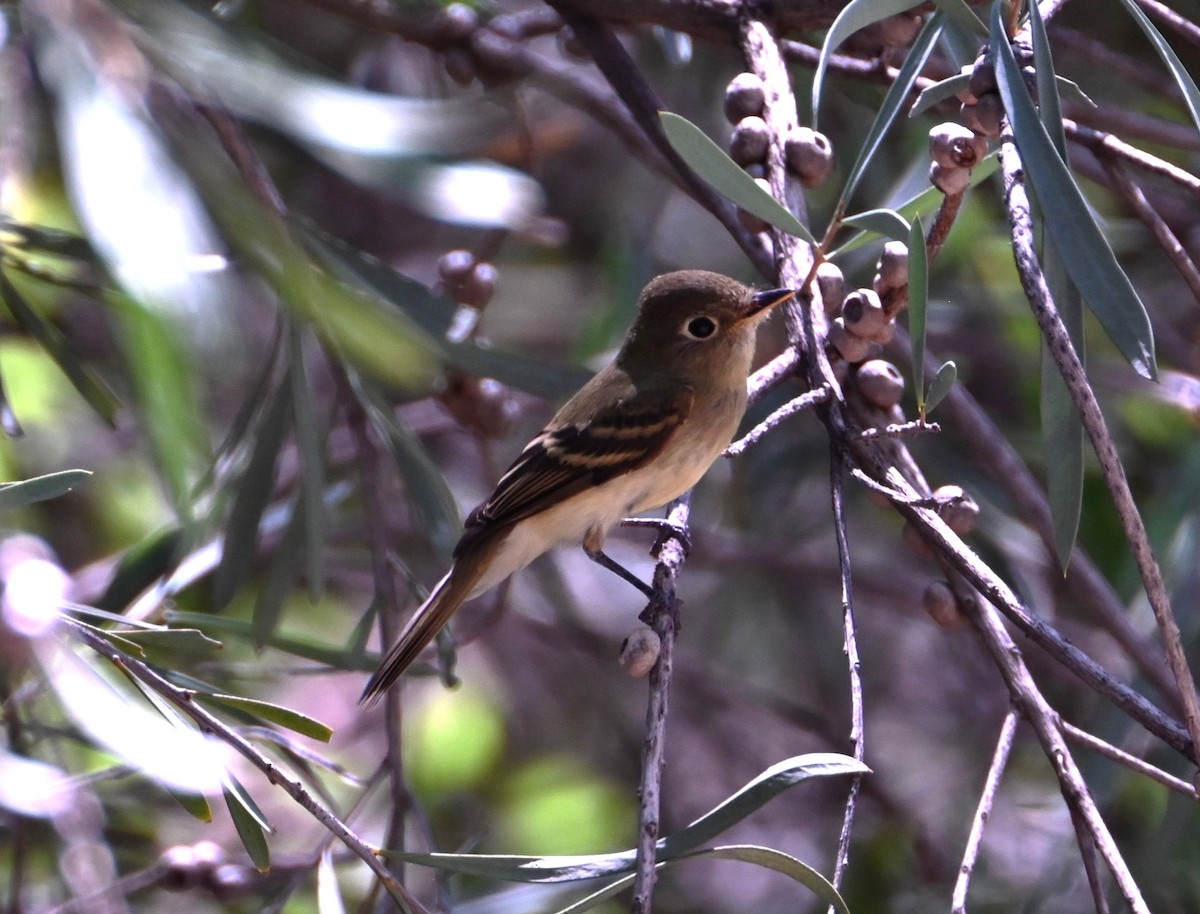 Western Flycatcher - ML641828343