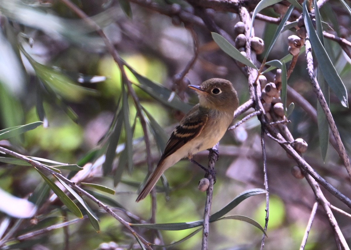 Western Flycatcher - ML641828344