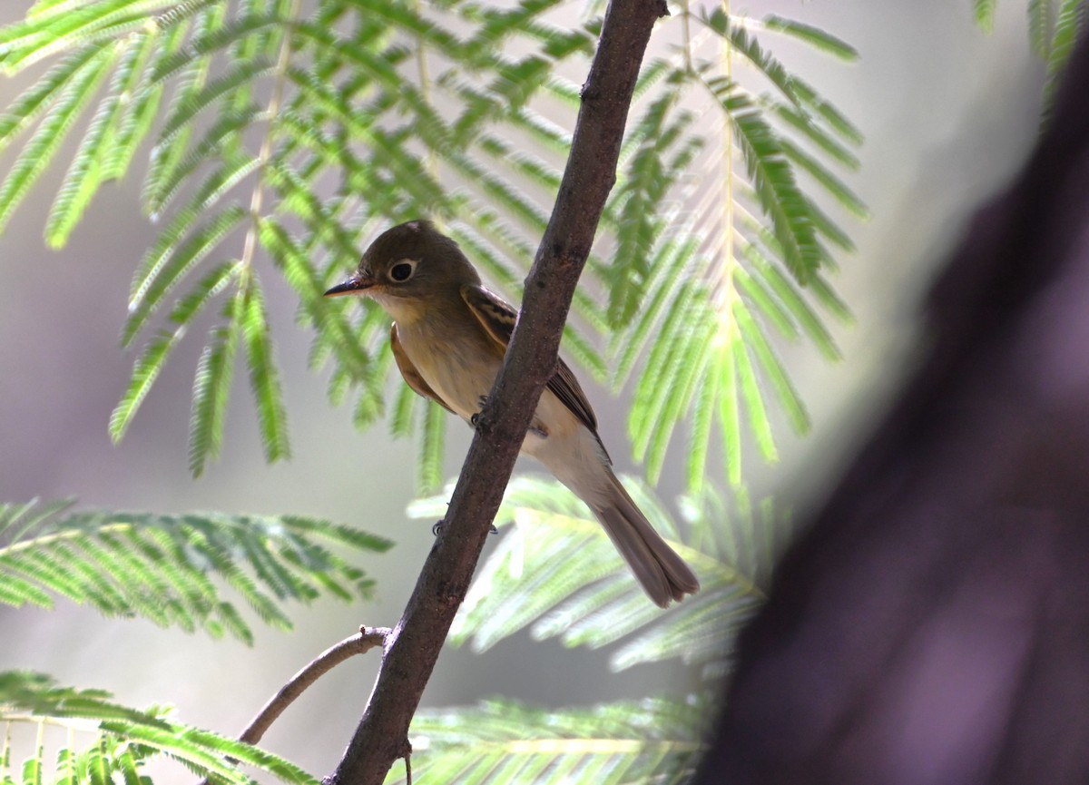 Western Flycatcher - ML641828345