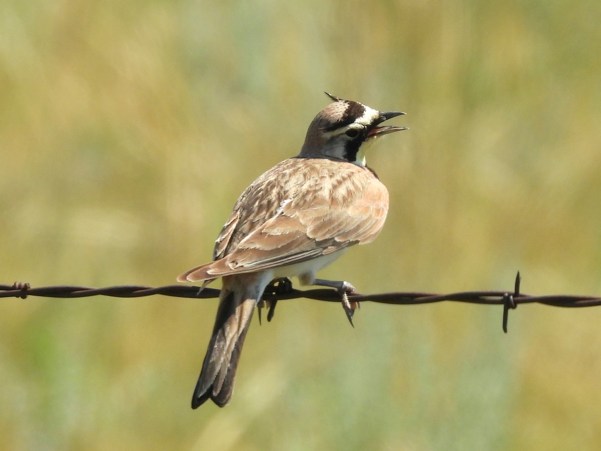 Horned Lark - ML641828352