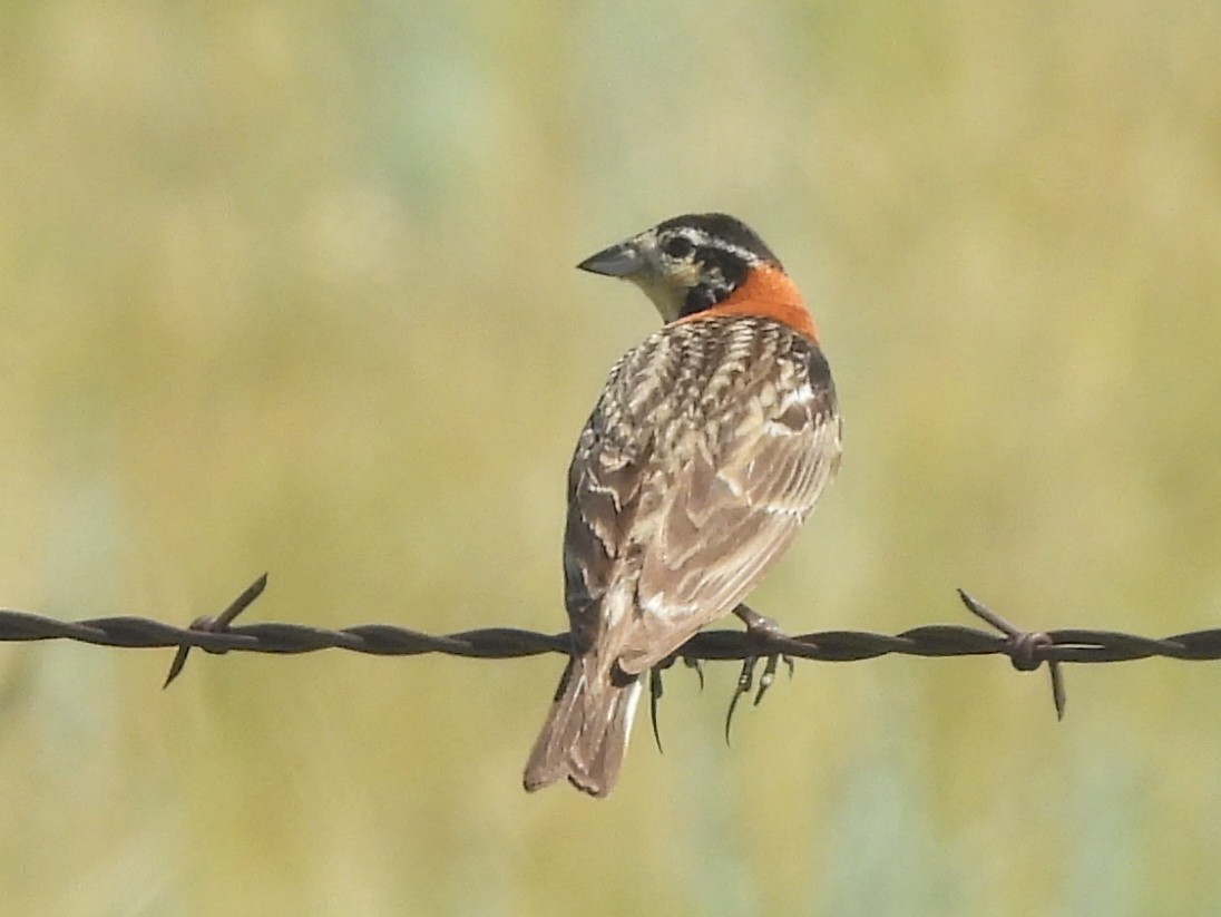 Chestnut-collared Longspur - ML641828365