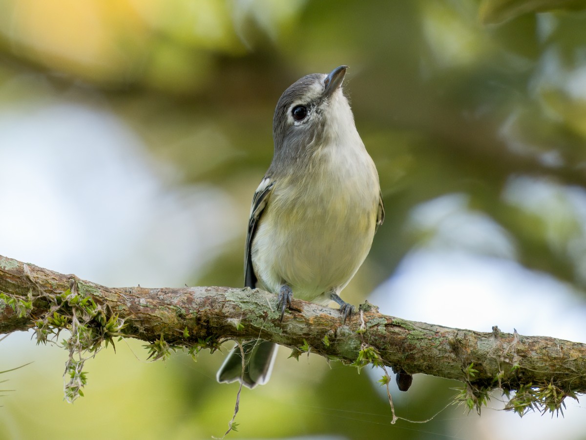 Plumbeous Vireo (Central American) - ML641828368
