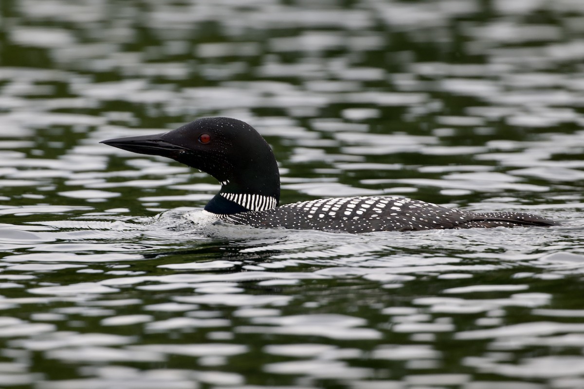 Plongeon huard - ML641828373