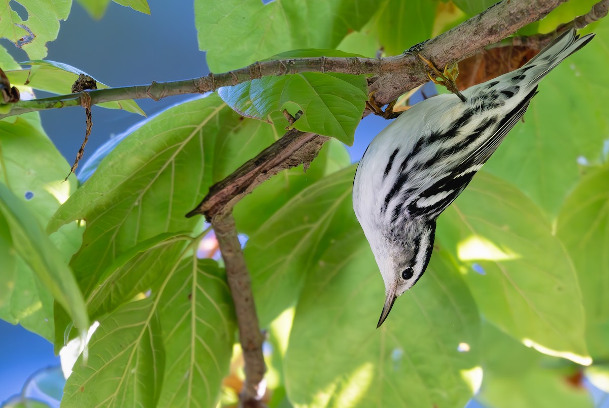Black-and-white Warbler - ML641828375
