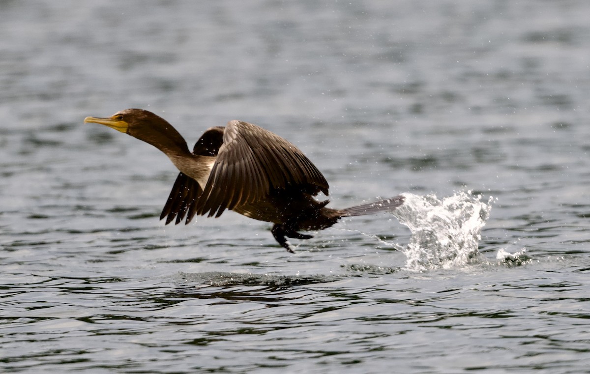 Cormoran à aigrettes - ML641828386