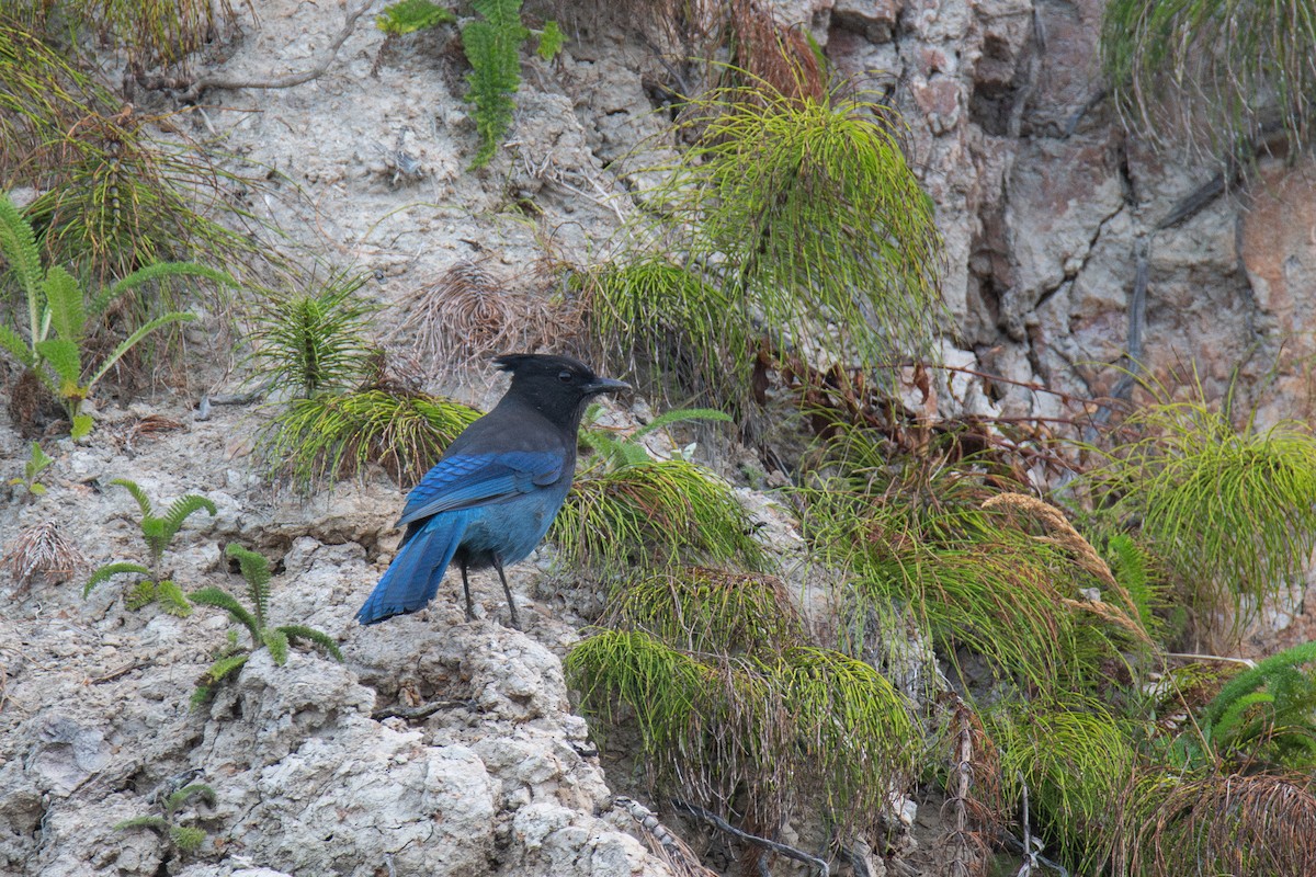 Steller Kargası - ML641828388