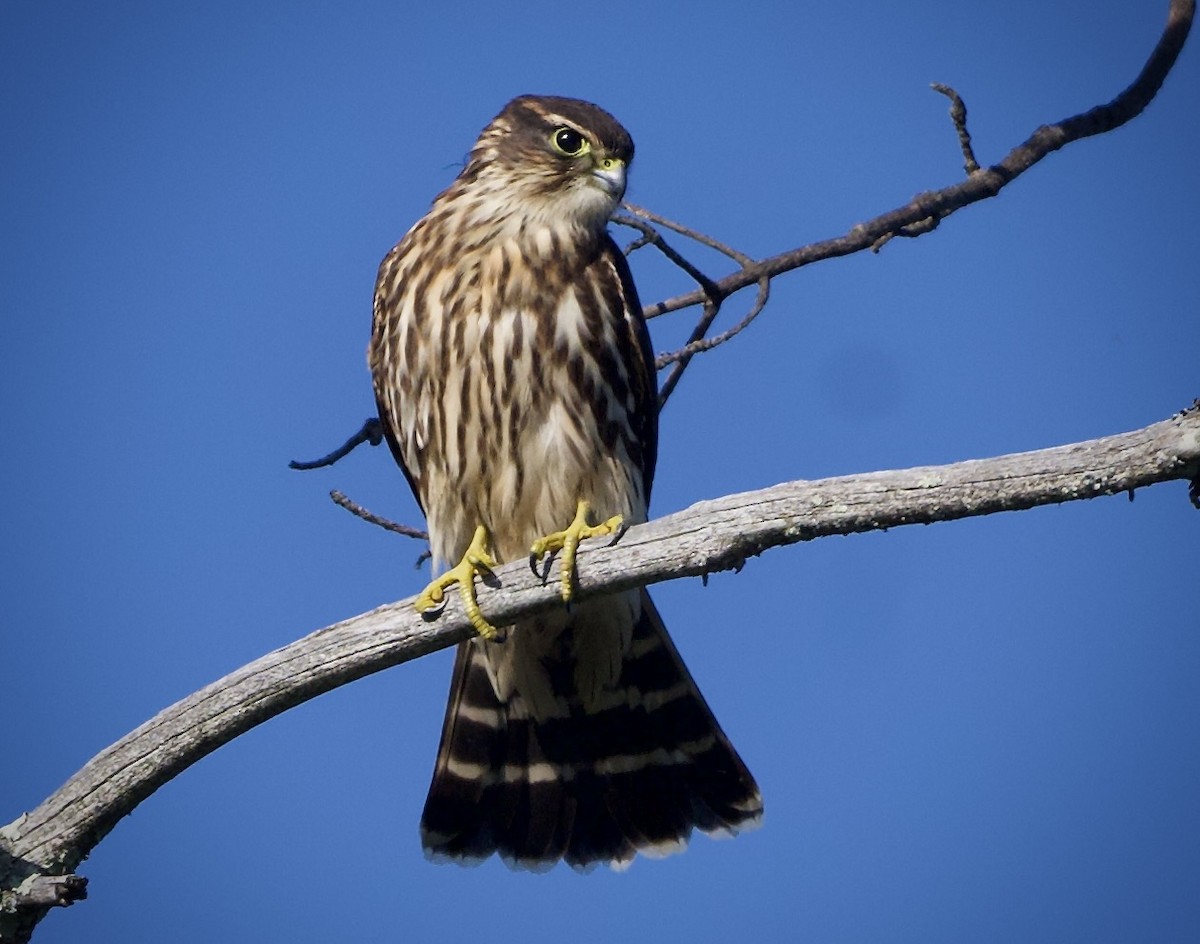 Faucon émerillon - ML641828391