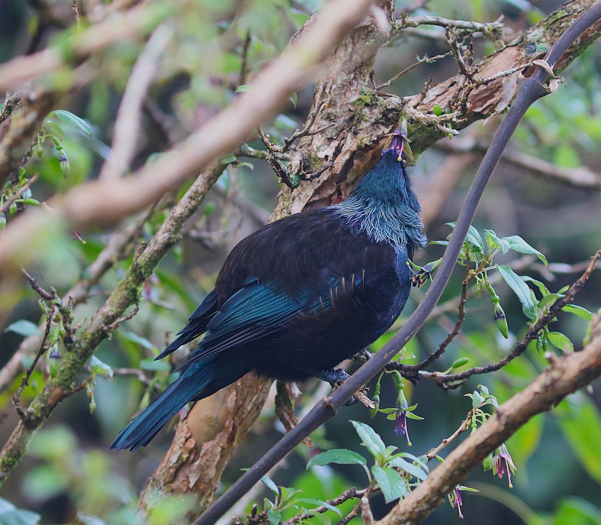 Tui - ML641828411