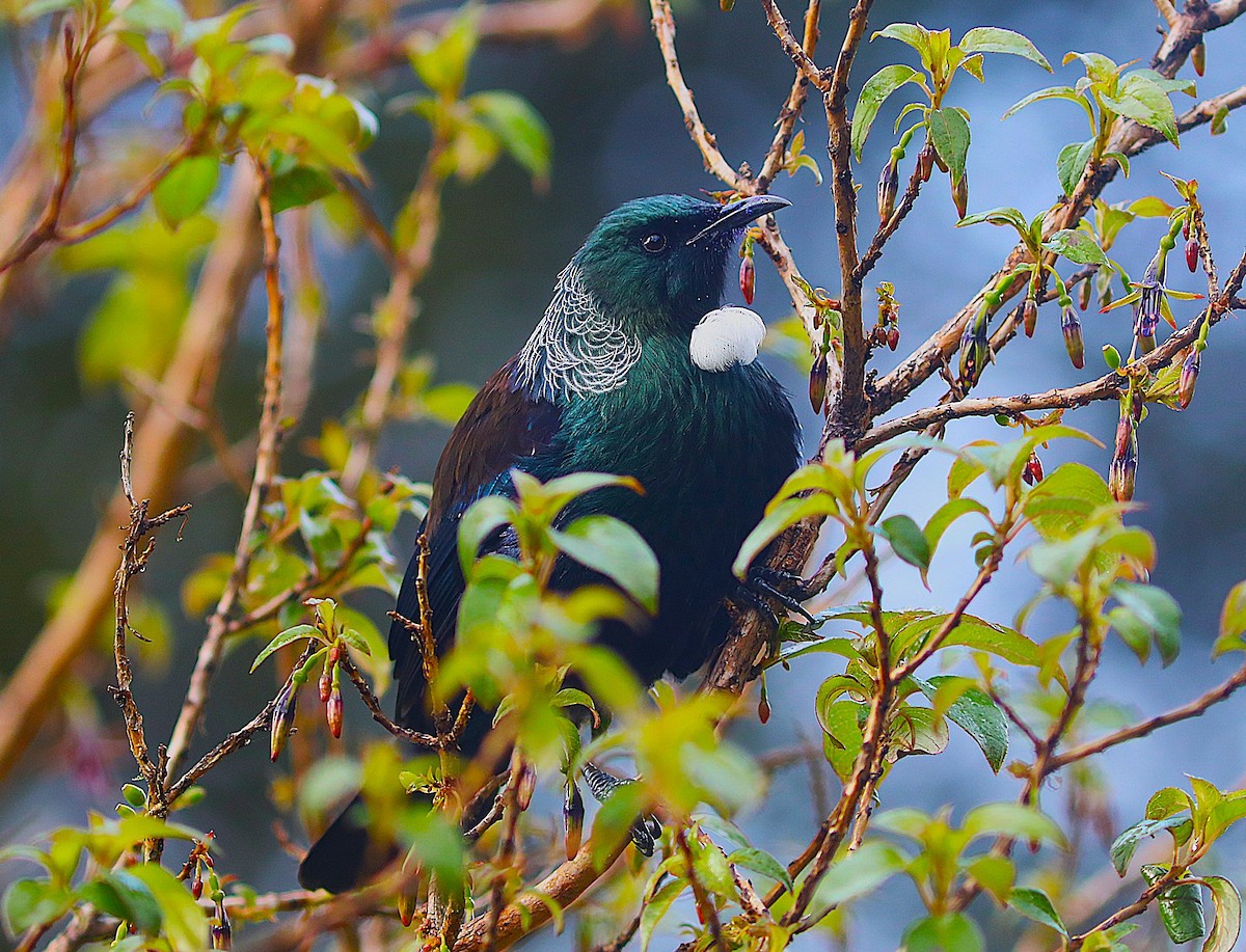 Tui - ML641828413