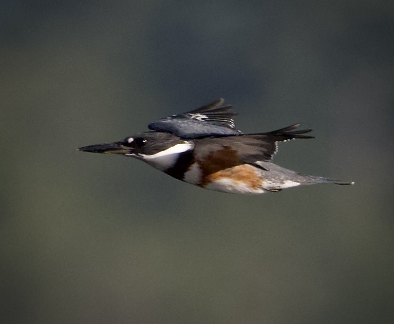 Martin-pêcheur d'Amérique - ML641828416