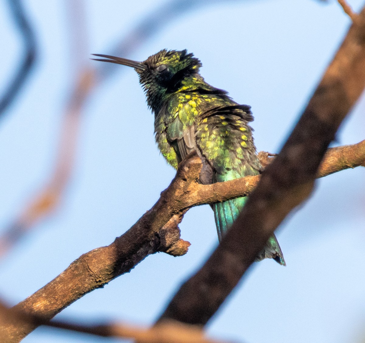 White-vented Violetear - ML641828462