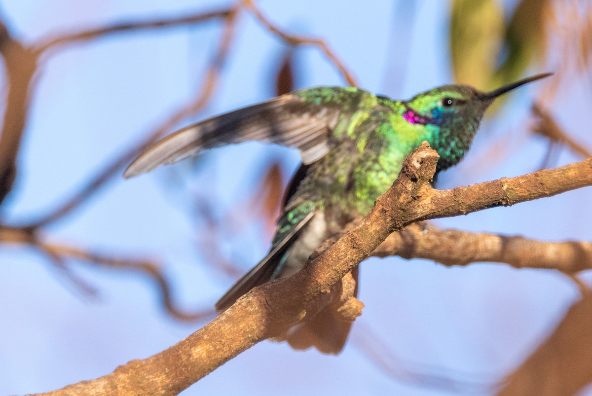 White-vented Violetear - ML641828464